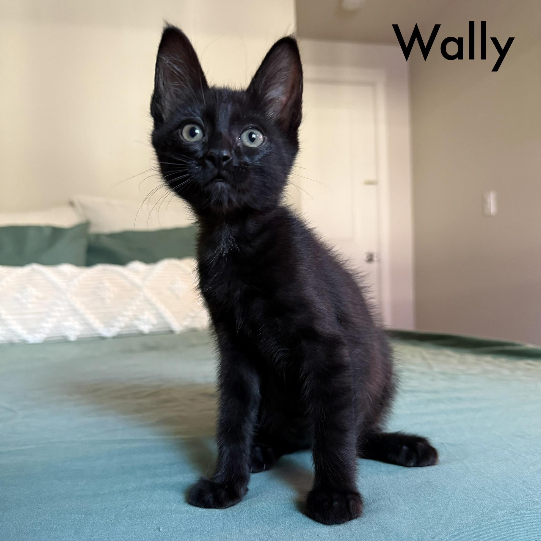 Wally, Goose, Texas, Goober (available mid September), a ADOPTABLE Domestic Short Hair in Everett, WA image 4/4