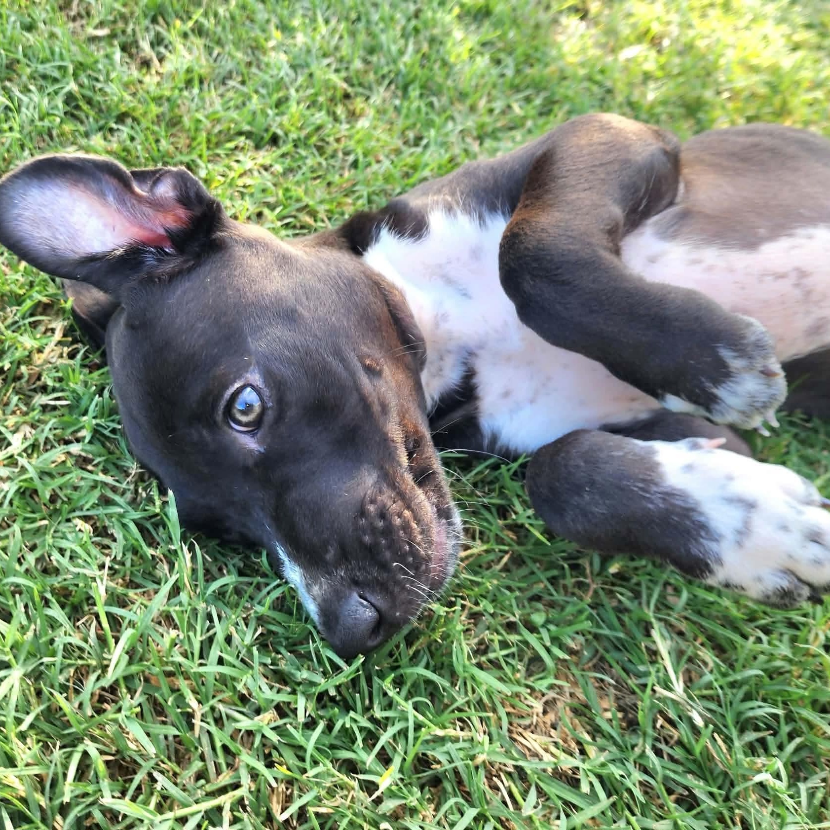 Enlarge Parfait, a Adoptable mixed breed in Jerome, ID image 4/6