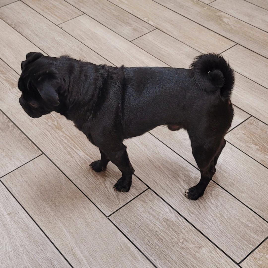 Nico (Playful, Affectionate & Treat-Loving!), a Adoptable Pug in Carlsbad, CA image 3/5