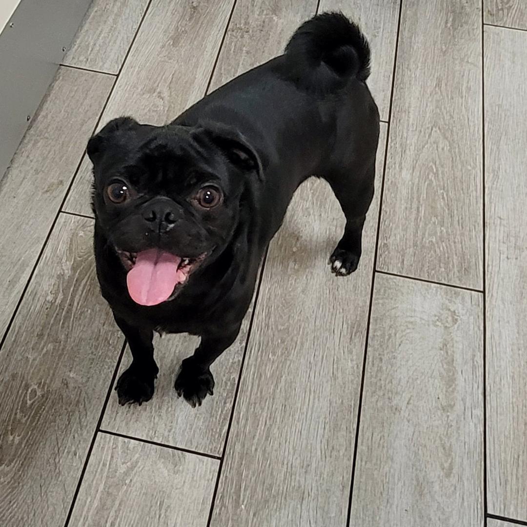 Nico (Playful, Affectionate & Treat-Loving!), a Adoptable Pug in Carlsbad, CA image 5/5