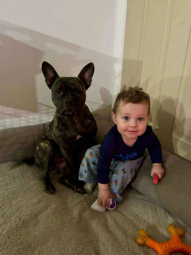 Max, Adoptable, Adult Male French Bulldog & Pit Bull Terrier.