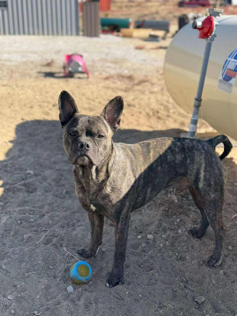 Max, Adoptable, Adult Male French Bulldog & Pit Bull Terrier.