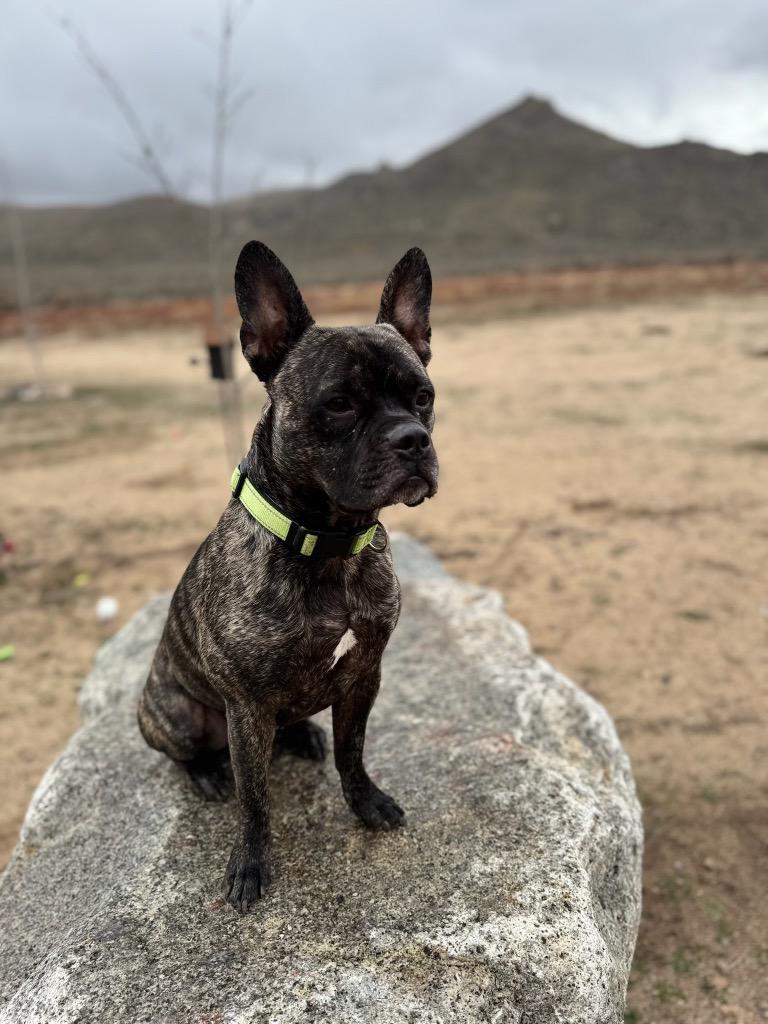 Max, a Adoptable mixed breed in Reno, NV image 4/6
