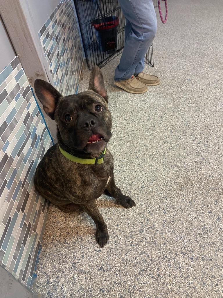 Max, a Adoptable mixed breed in Reno, NV image 5/6