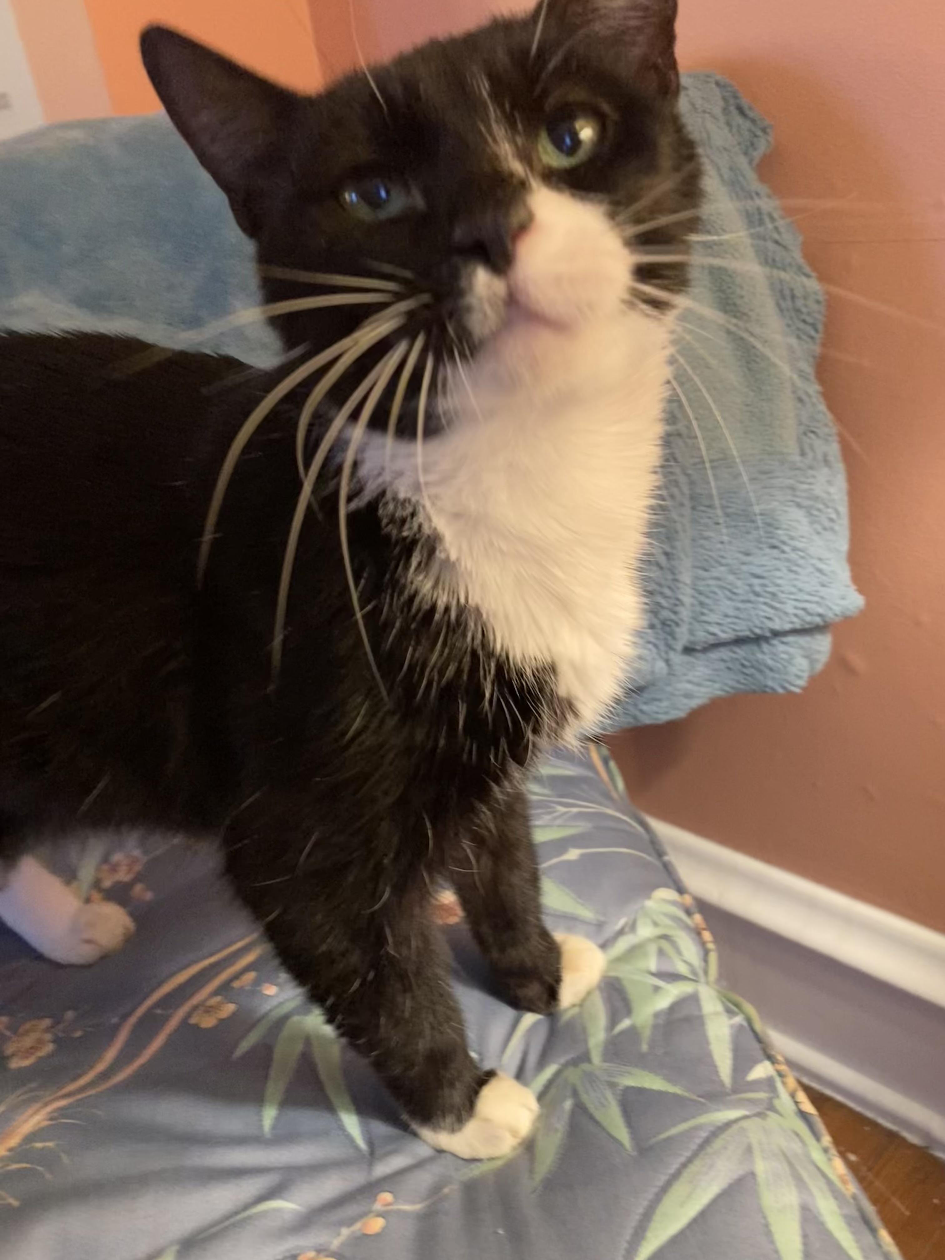 Enlarge Candy, a ADOPTABLE Domestic Short Hair in Lansdowne, PA image 1/2