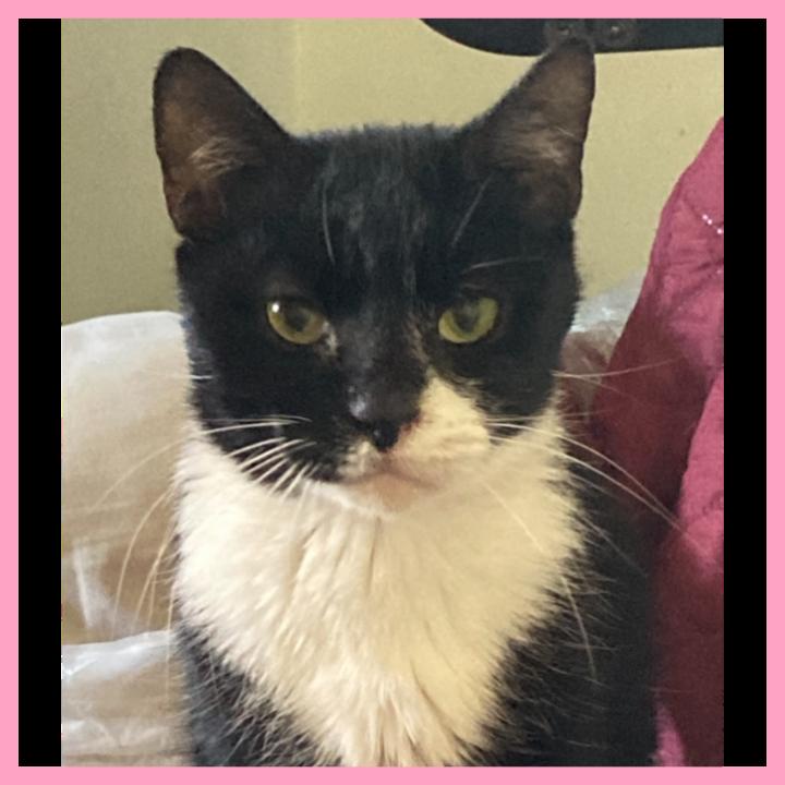 Enlarge Candy, a ADOPTABLE Domestic Short Hair in Lansdowne, PA image 2/2