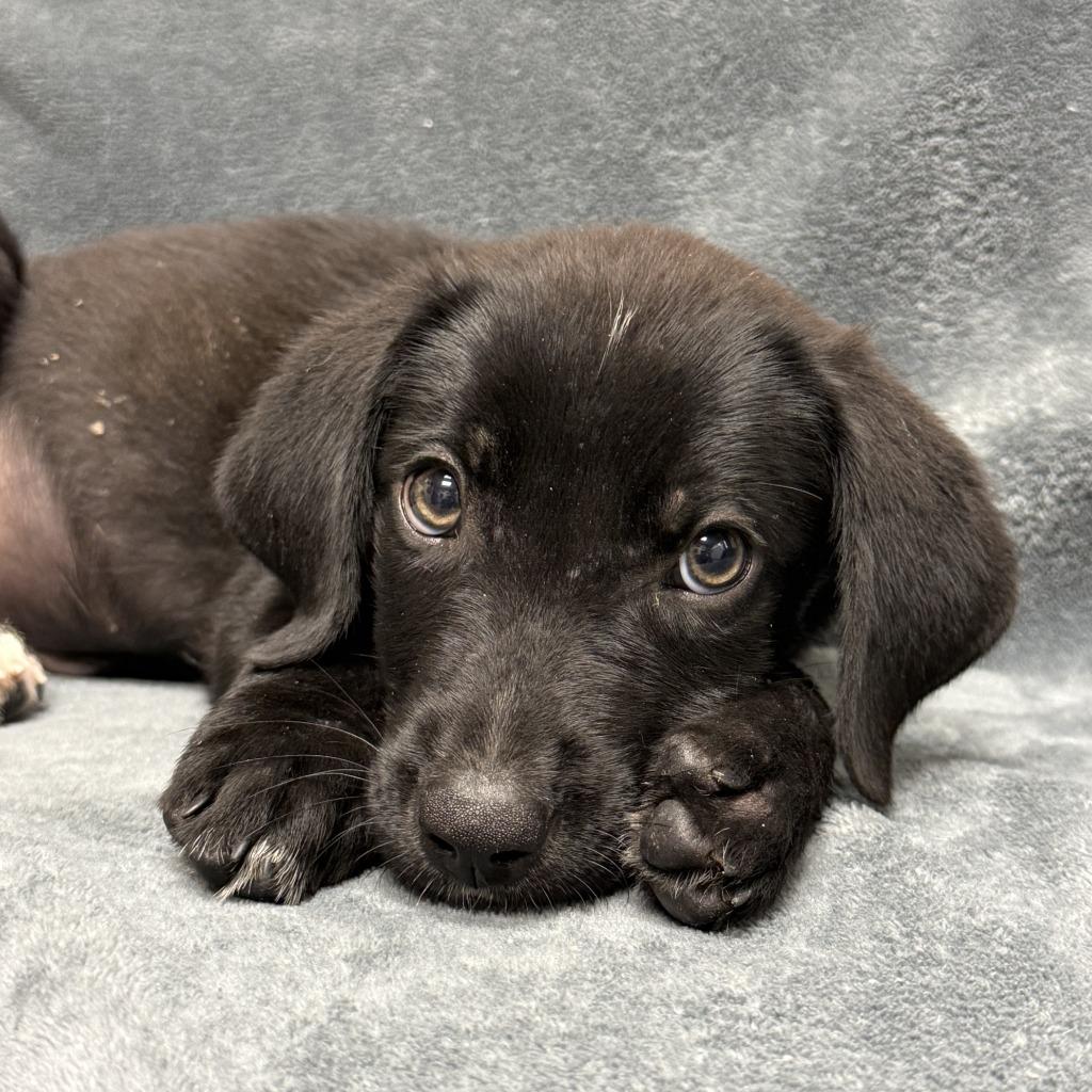Enlarge Chip, a Adoptable mixed breed in Brenham, TX image 3/6
