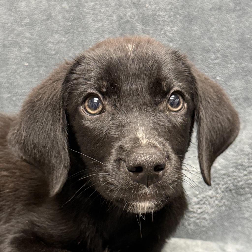 Chip, Adoptable, Puppy Male Labrador Retriever & Mixed Breed.