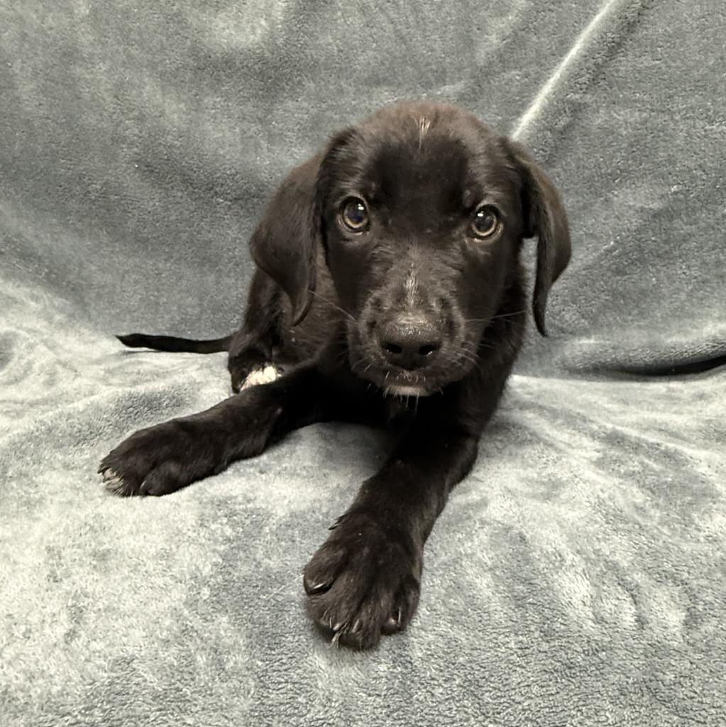 Enlarge Chip, a Adoptable mixed breed in Brenham, TX image 2/6