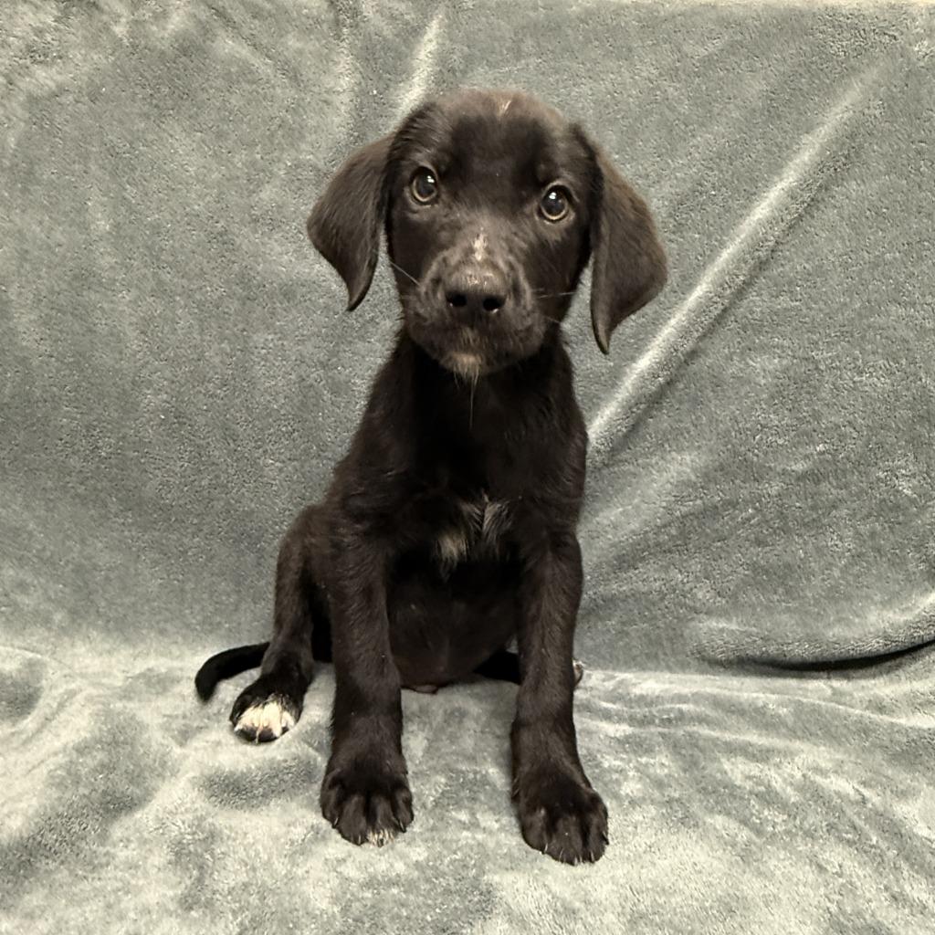Enlarge Chip, a Adoptable mixed breed in Brenham, TX image 4/6