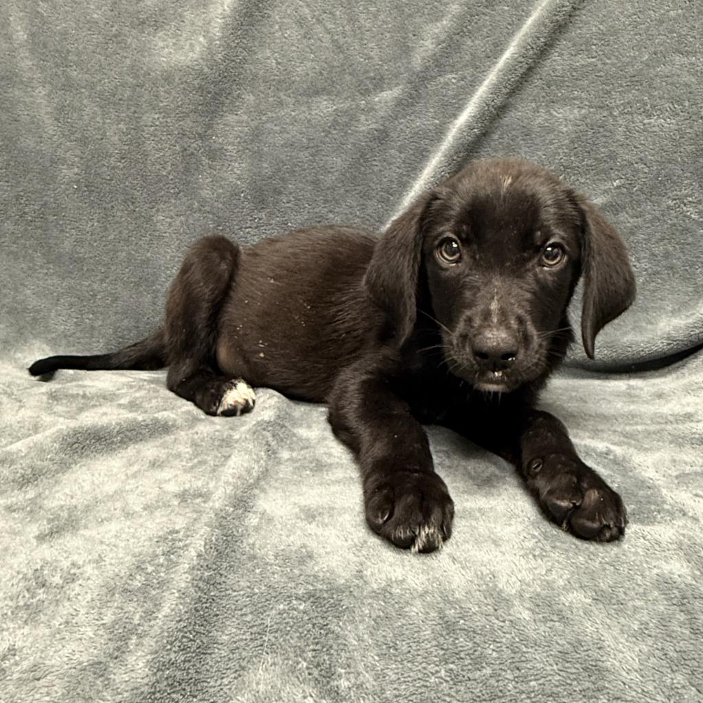 Enlarge Chip, a Adoptable mixed breed in Brenham, TX image 5/6