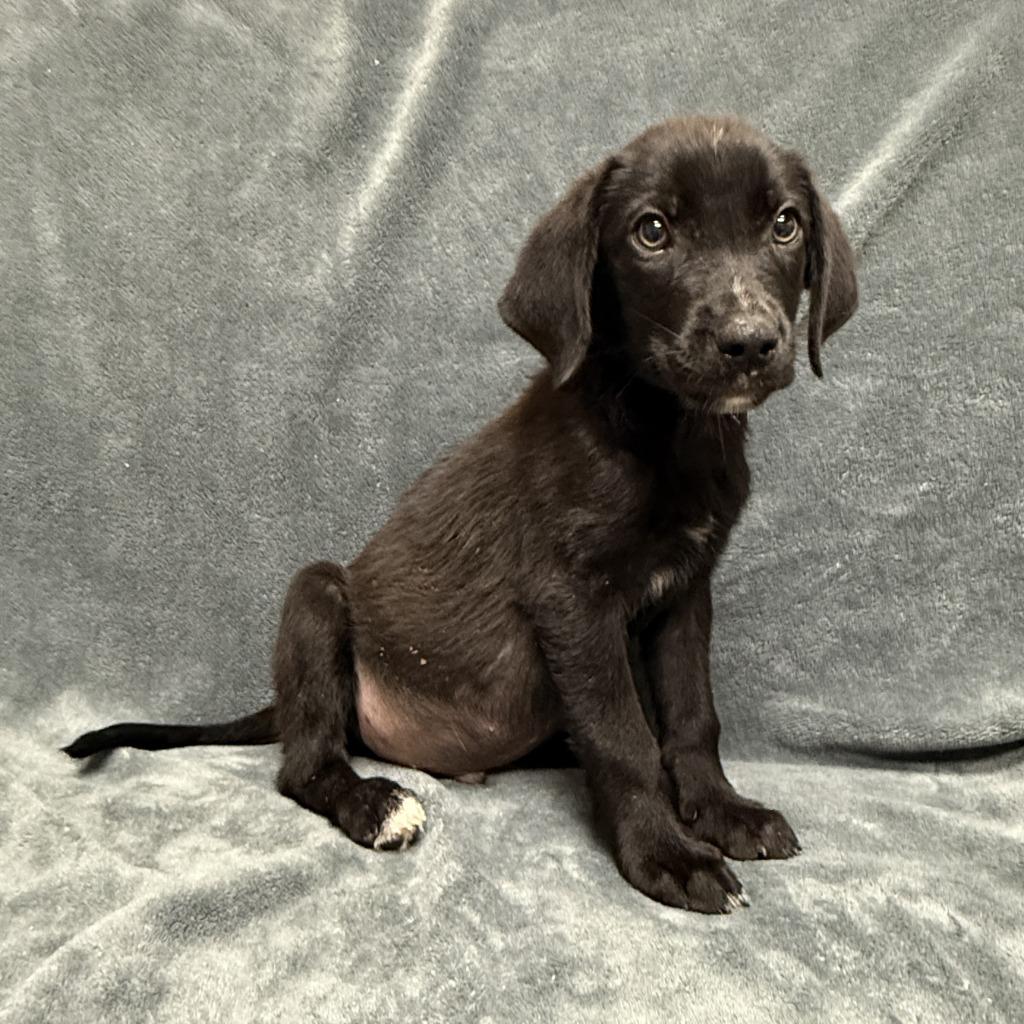 Enlarge Chip, a Adoptable mixed breed in Brenham, TX image 6/6
