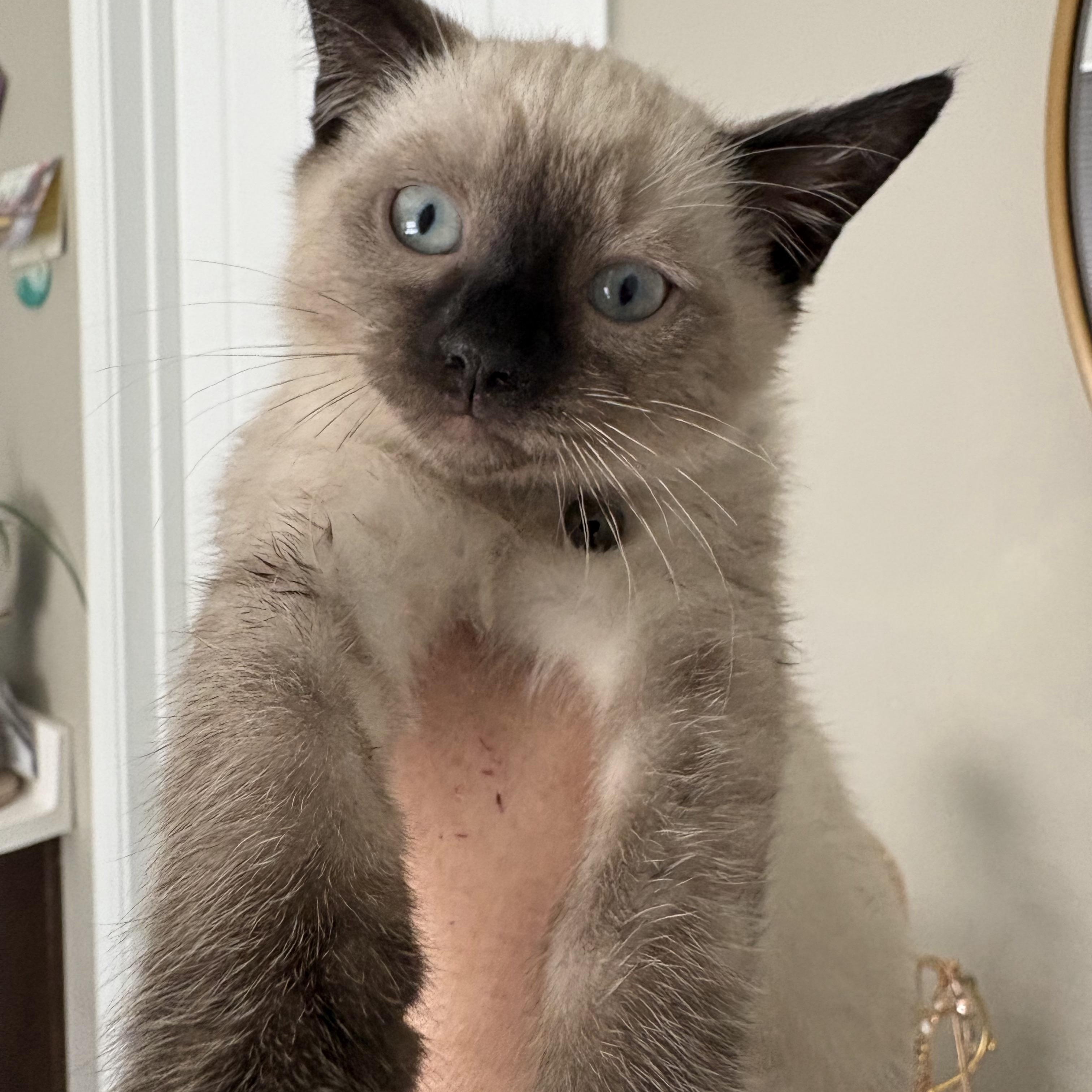 Romano, ADOPTABLE, Kitten Male Siamese & Domestic Short Hair.