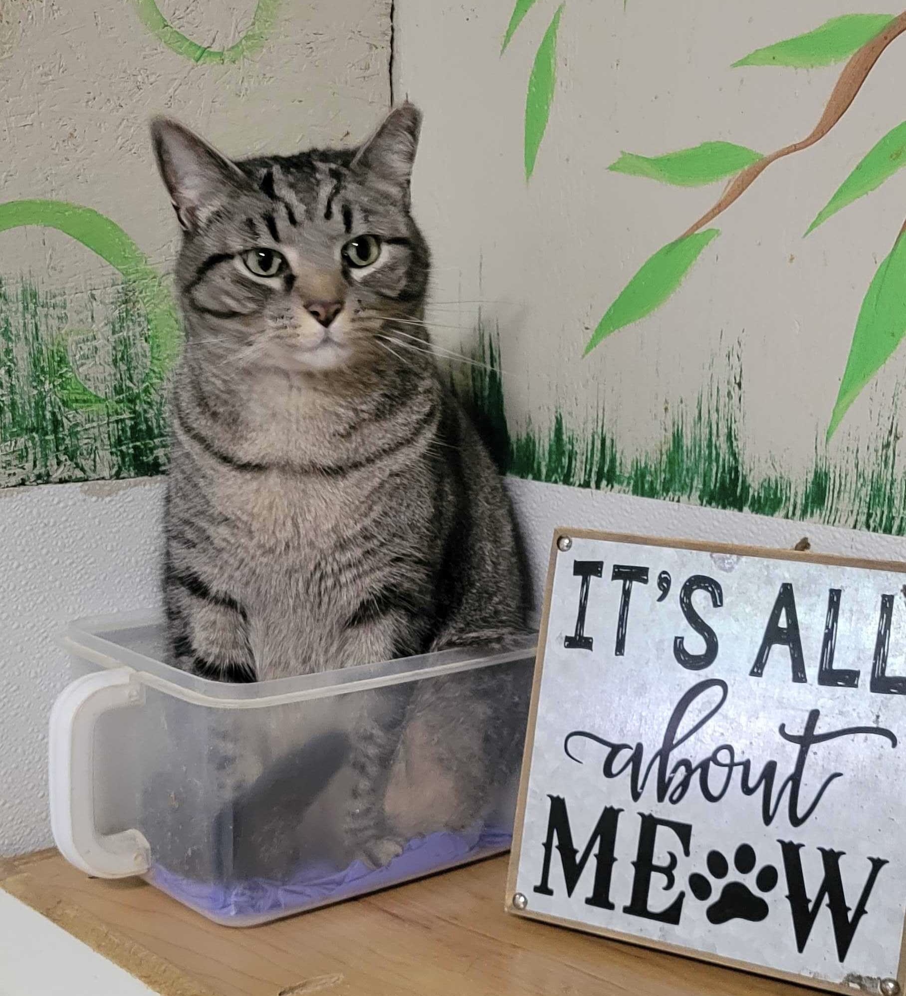 Ollie, a Adoptable Tabby in Anderson , SC image 6/6