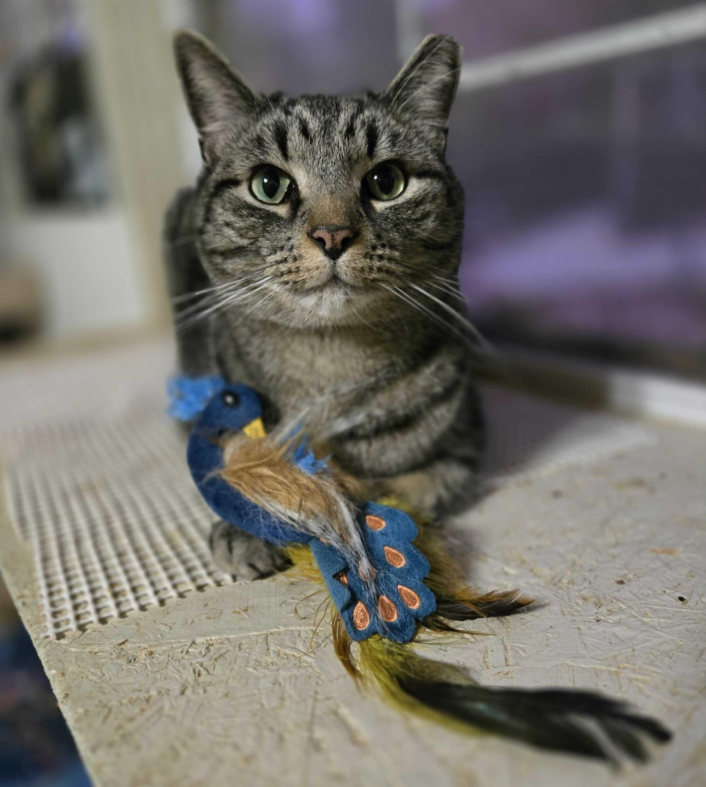 Ollie, Adoptable, Adult Male Tabby.