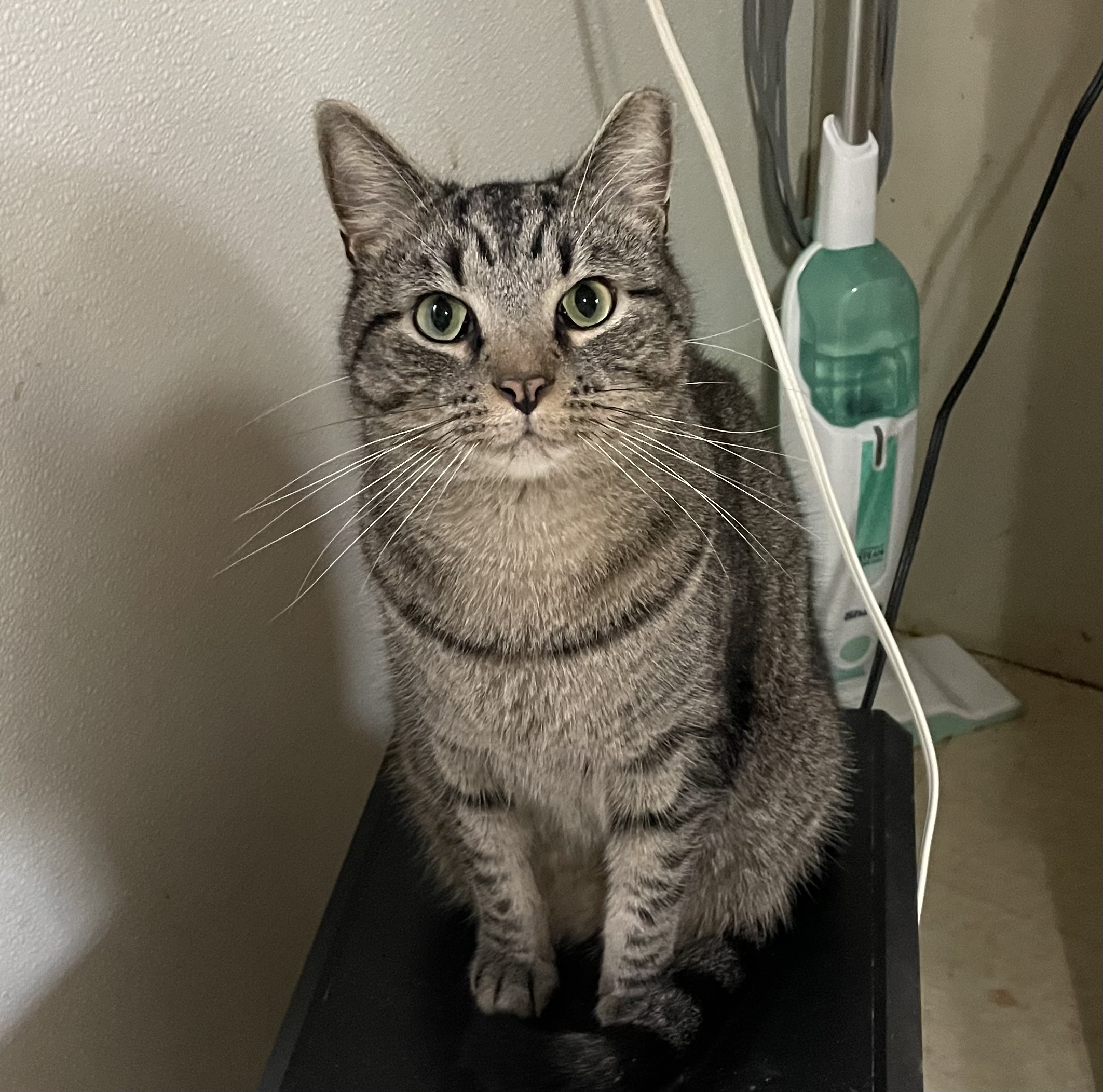 Ollie, a Adoptable Tabby in Anderson , SC image 3/6