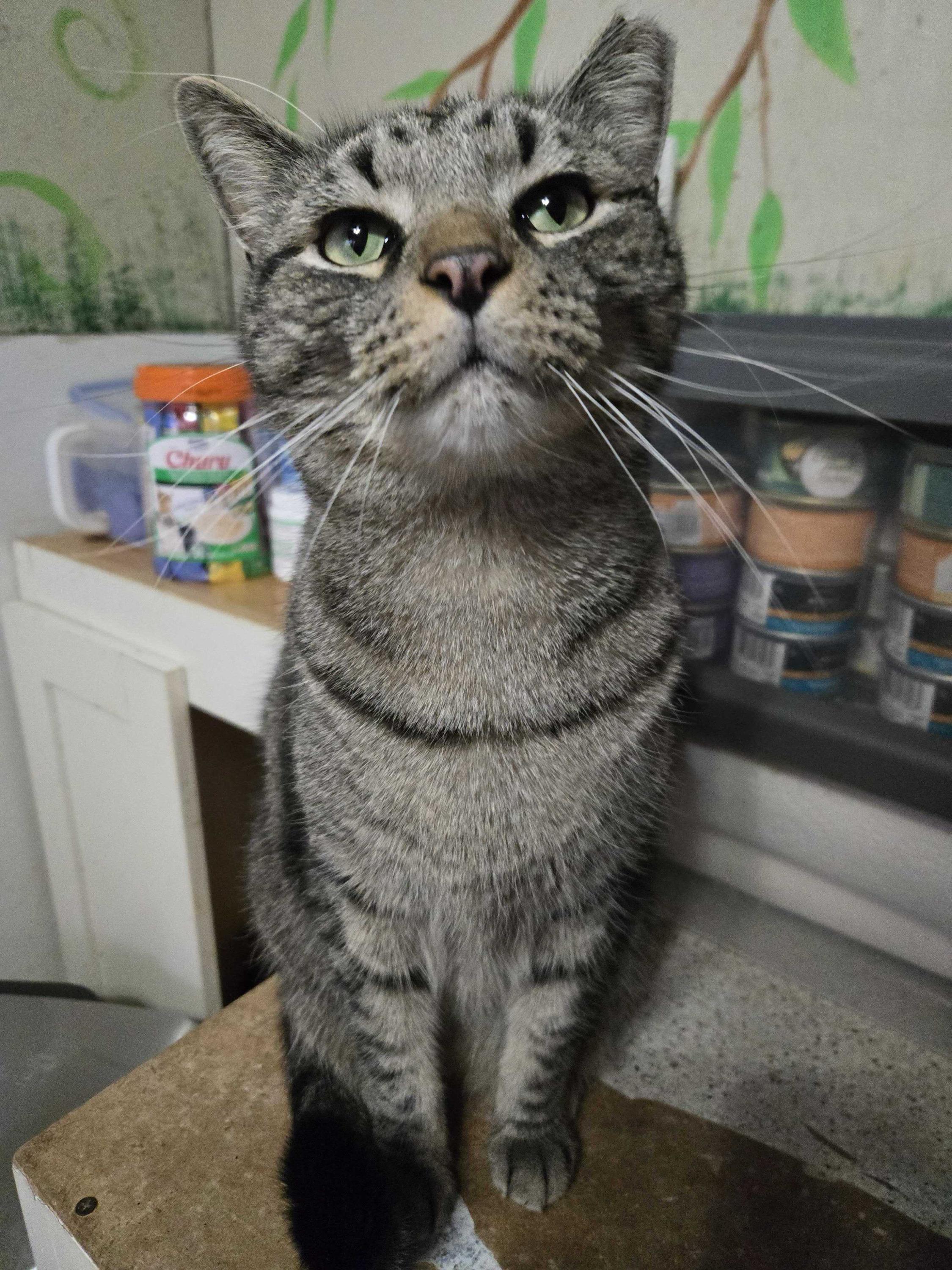 Ollie, a Adoptable Tabby in Anderson , SC image 5/6