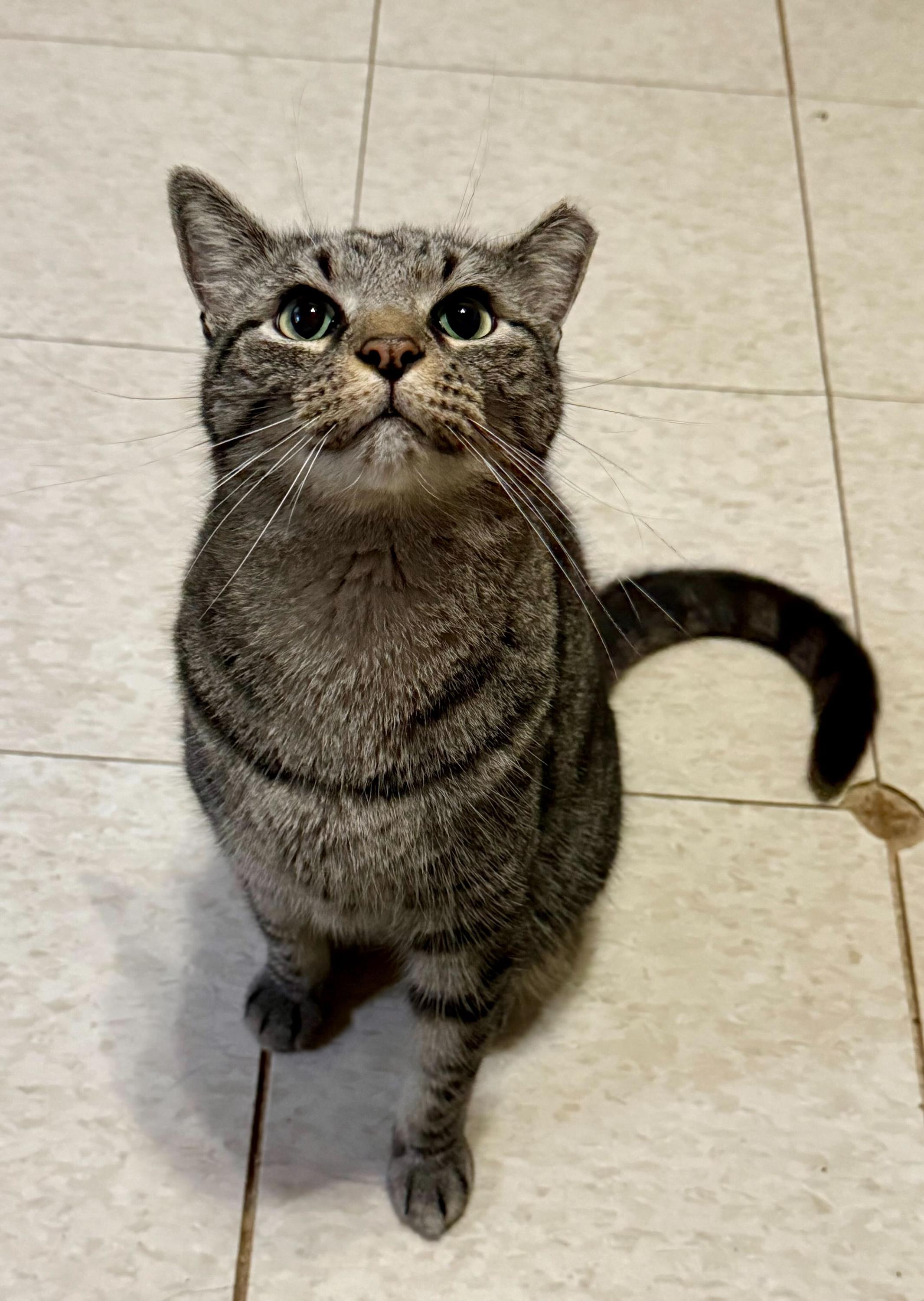 Ollie, a Adoptable Tabby in Anderson , SC image 2/6