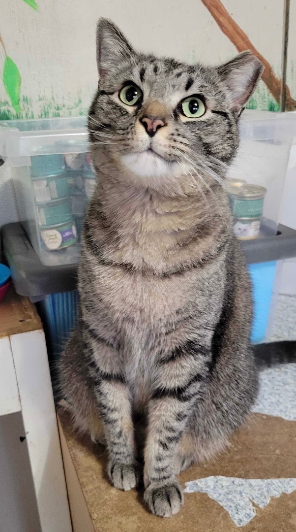 Ollie, a Adoptable Tabby in Anderson , SC image 4/6