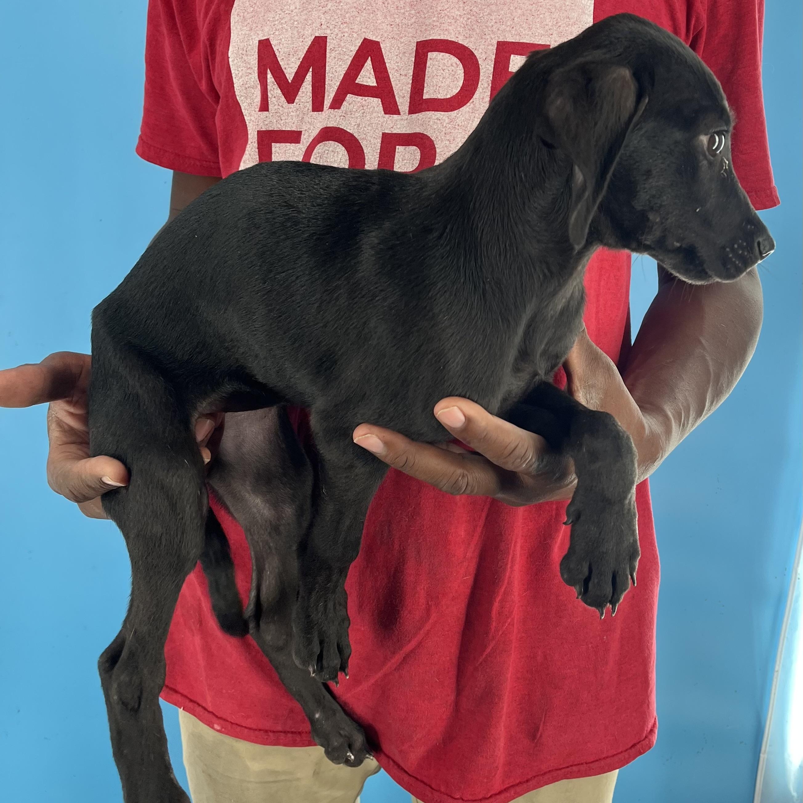 Diva - Local Sept 26-28