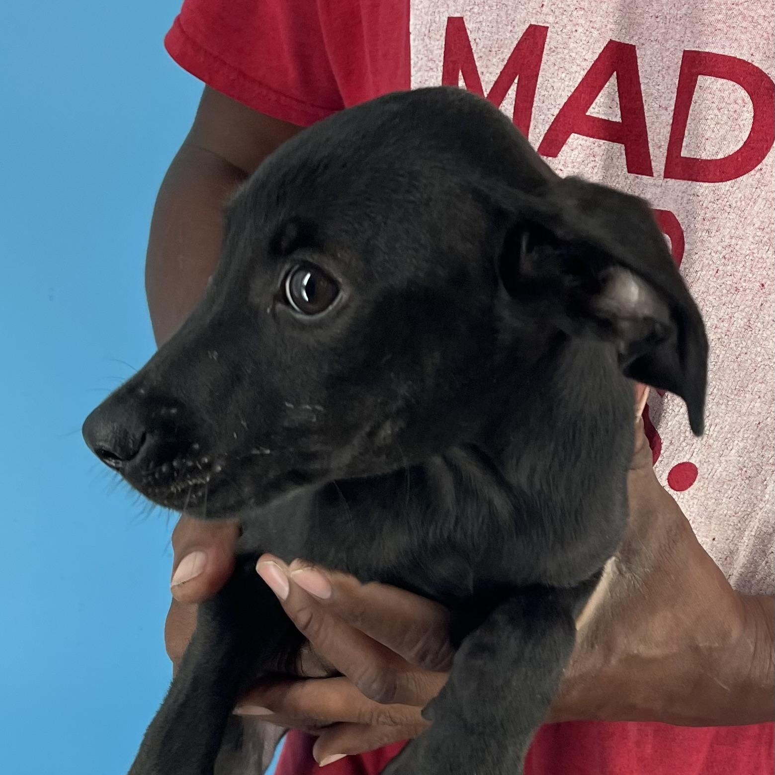 Diva - Local Sept 26-28