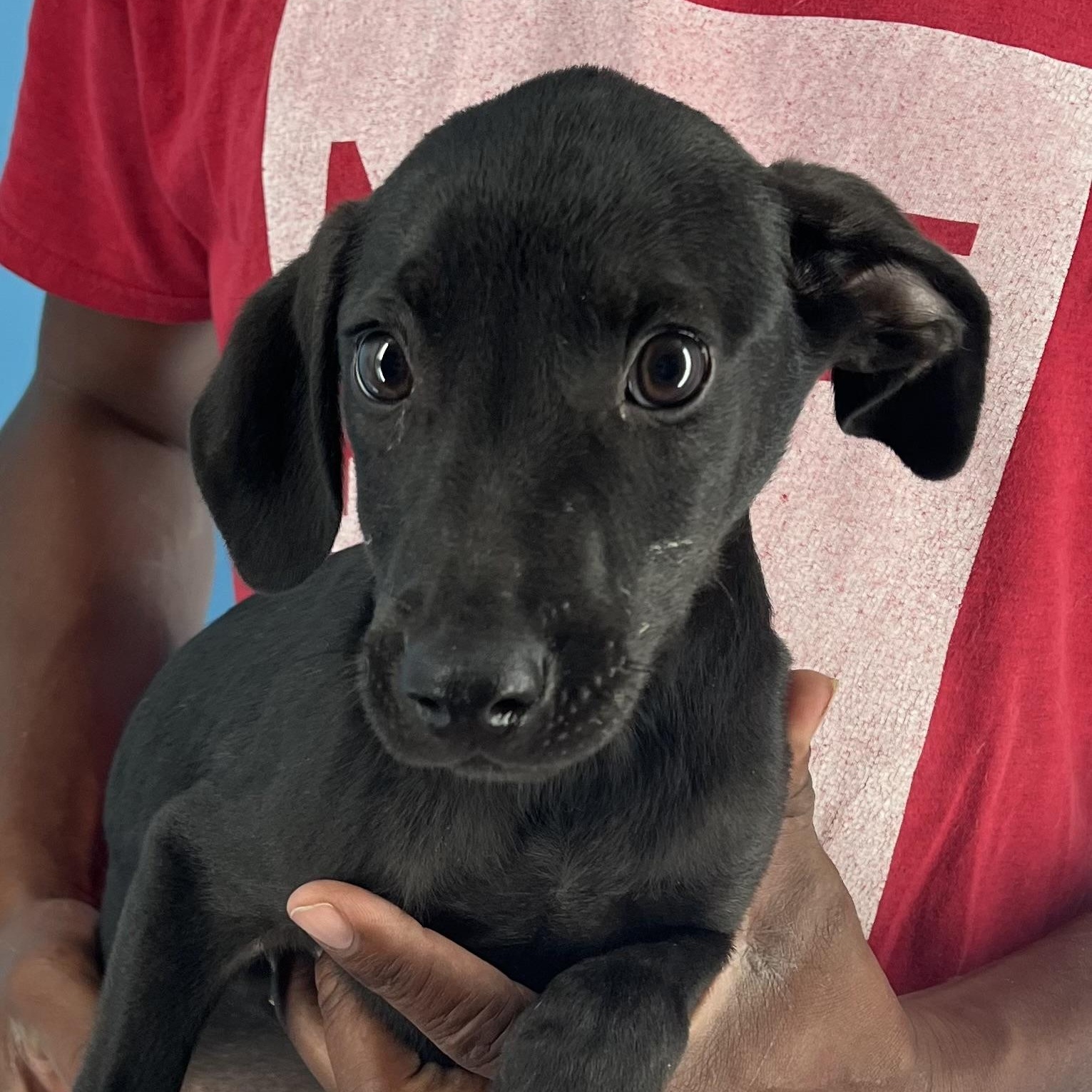 Diva - Local Sept 26-28