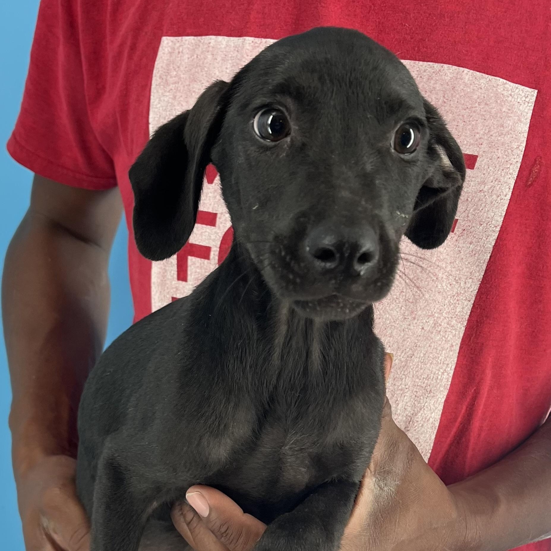 Diva - Local Sept 26-28