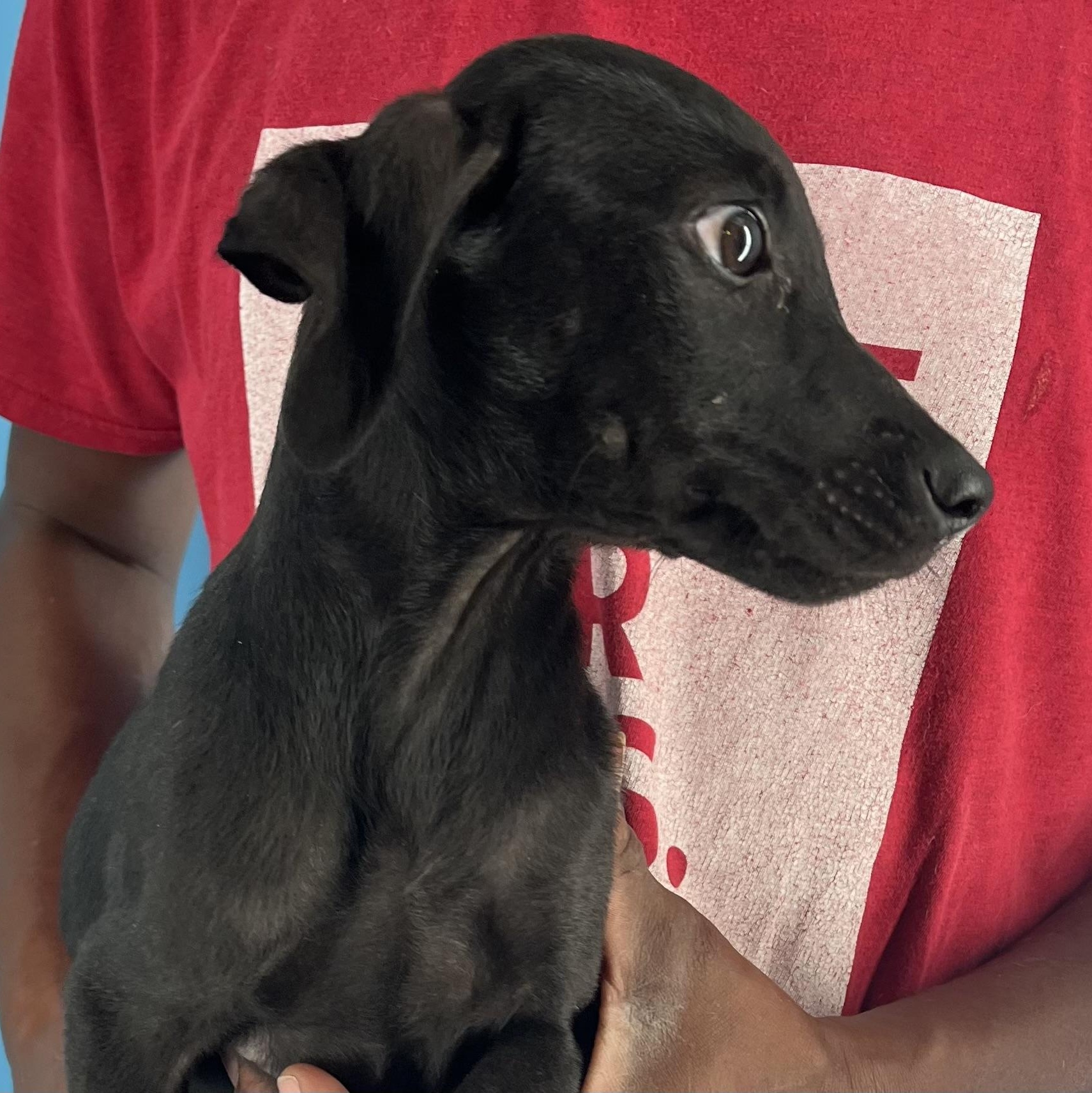 Diva - Local Sept 26-28