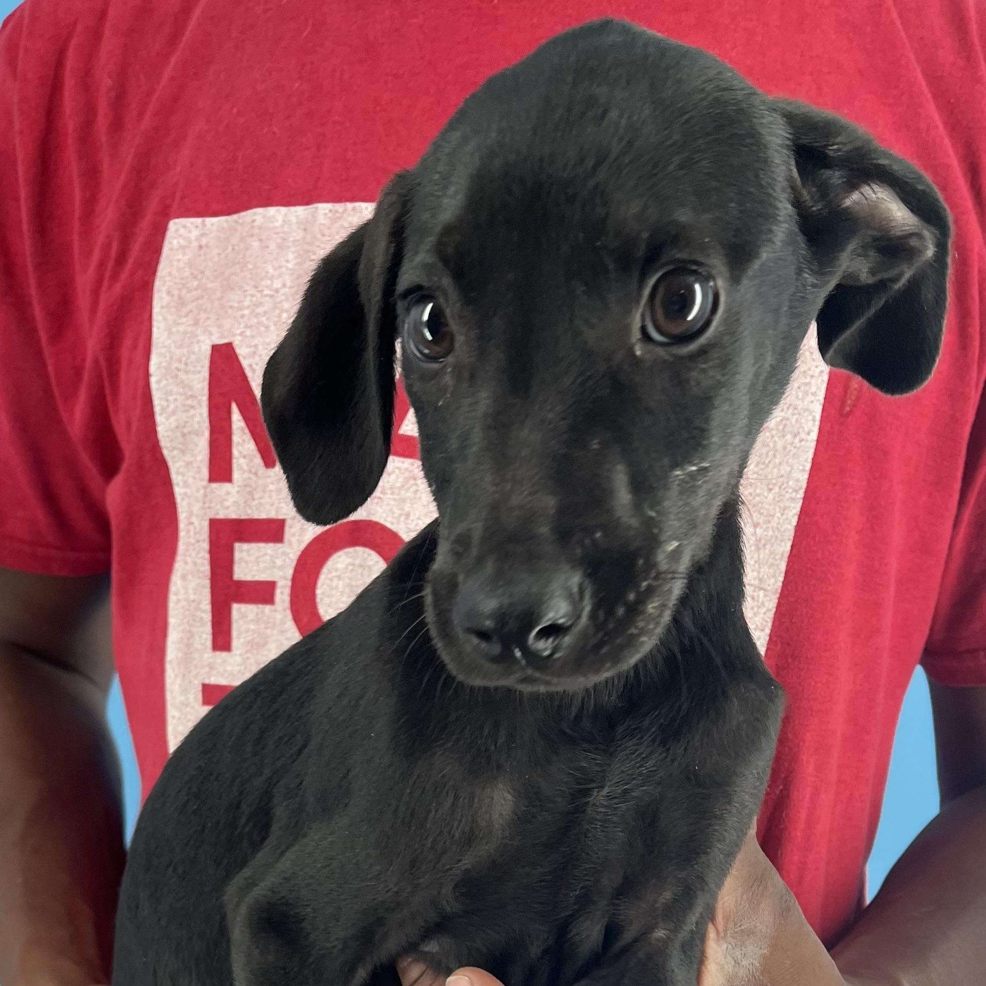 Diva - Local Sept 26-28