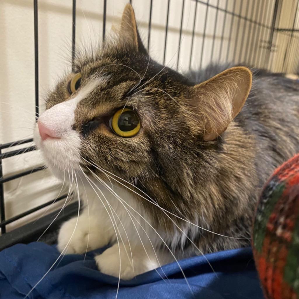 Enlarge Phoenix, a Adoptable mixed breed in Fall River, MA image 1/1