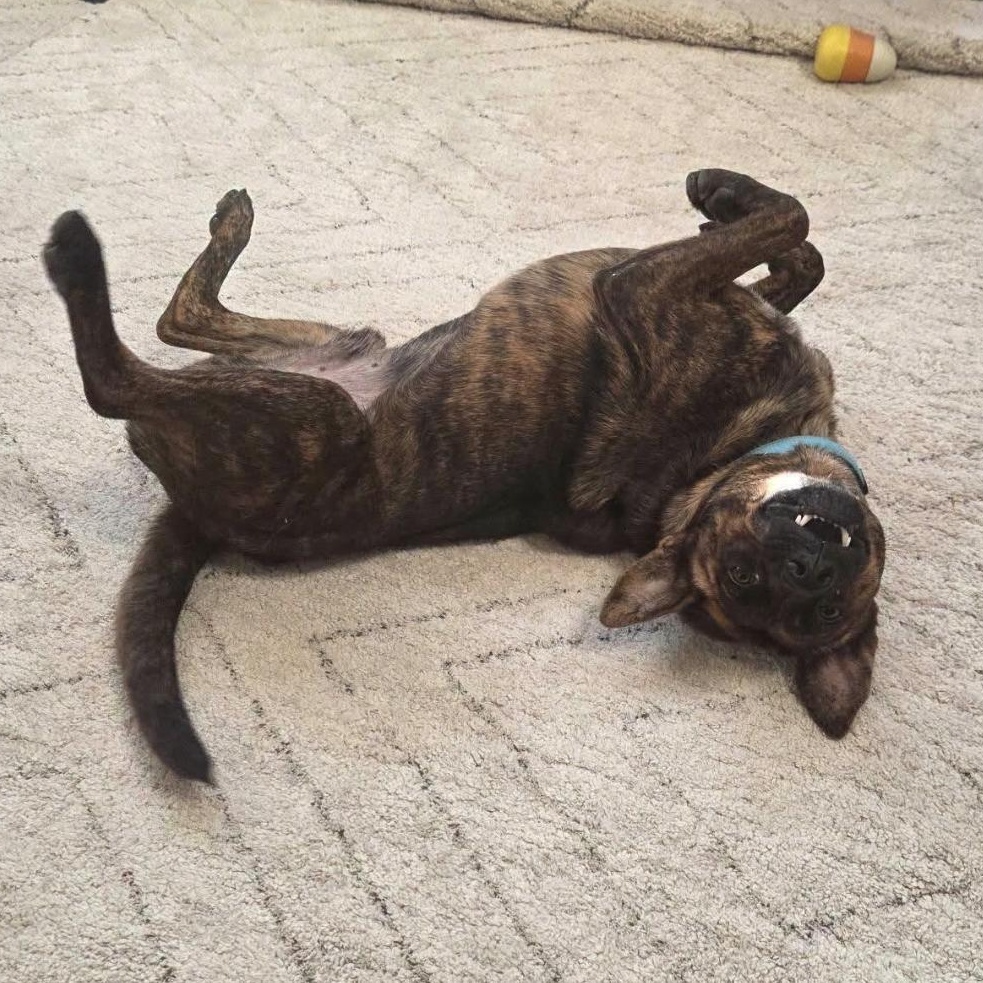 Enlarge Copper, a Adoptable mixed breed in allentown, PA image 4/4