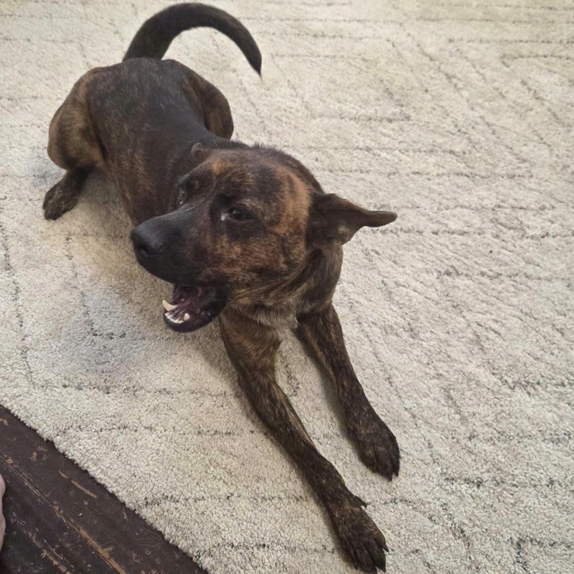 Enlarge Copper, a Adoptable mixed breed in allentown, PA image 2/4