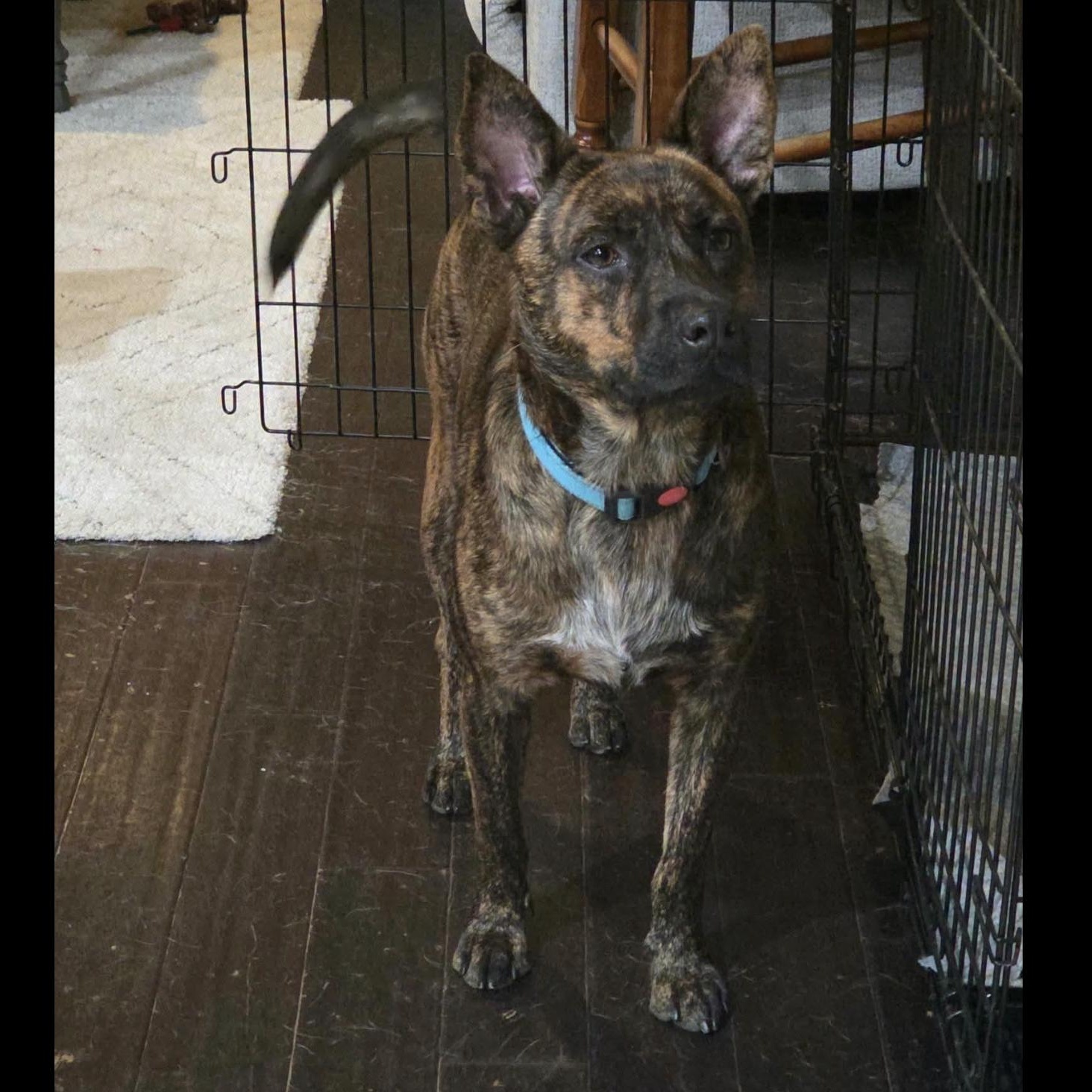 Enlarge Copper, a Adoptable mixed breed in allentown, PA image 3/4