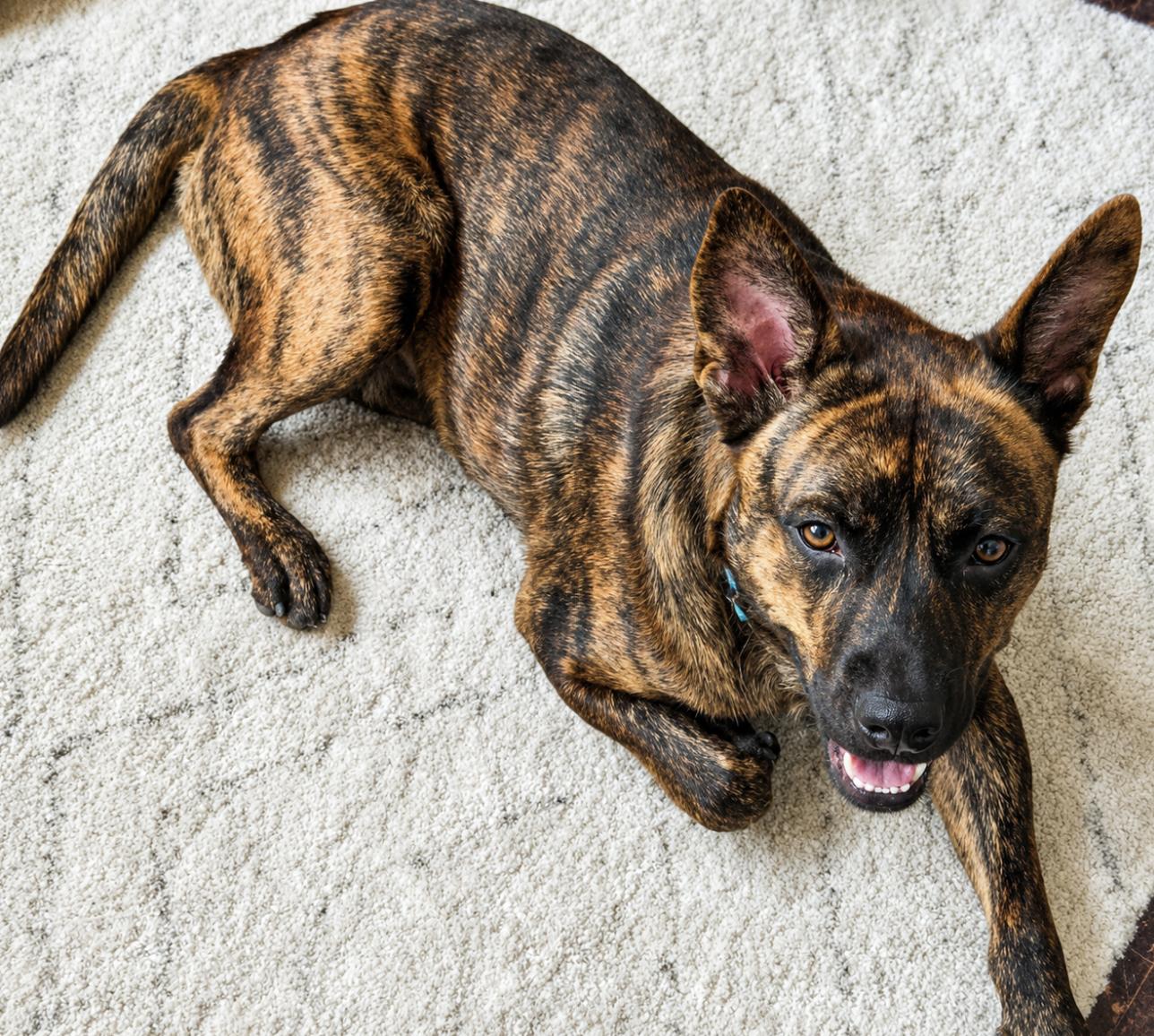 Enlarge Copper, a Adoptable mixed breed in allentown, PA image 1/4