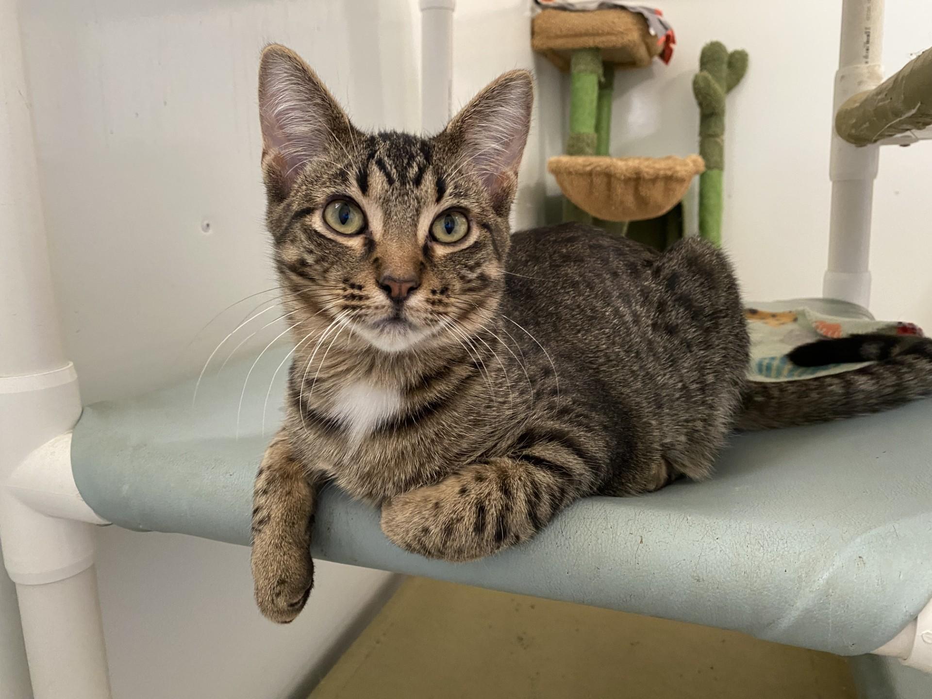 Enlarge Grover, a Adoptable Domestic Short Hair in Lincoln, IL image 2/2