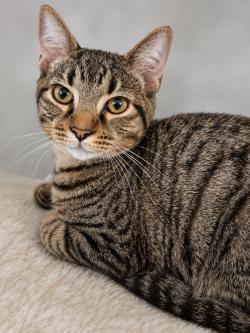 Grover, Adoptable, Young Male Domestic Short Hair.