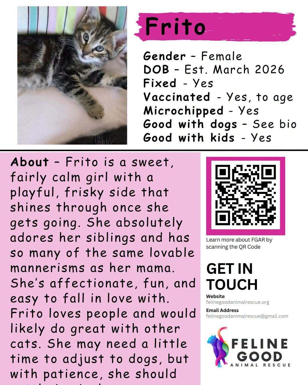 Frito, ADOPTABLE, Kitten Female Domestic Medium Hair.