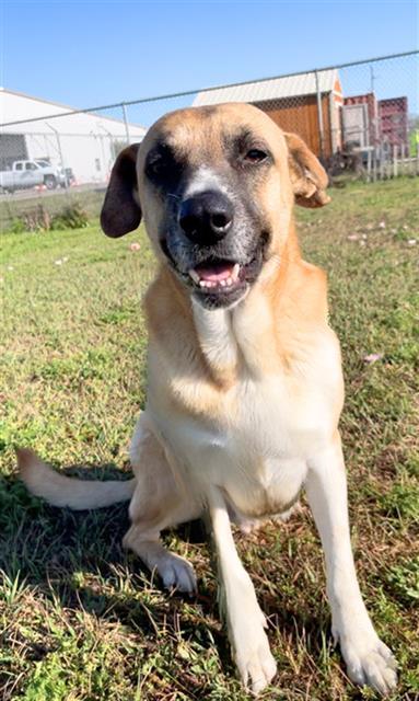 Enlarge BALDERDASH, a Adoptable Anatolian Shepherd in Rosenberg, TX image 1/1