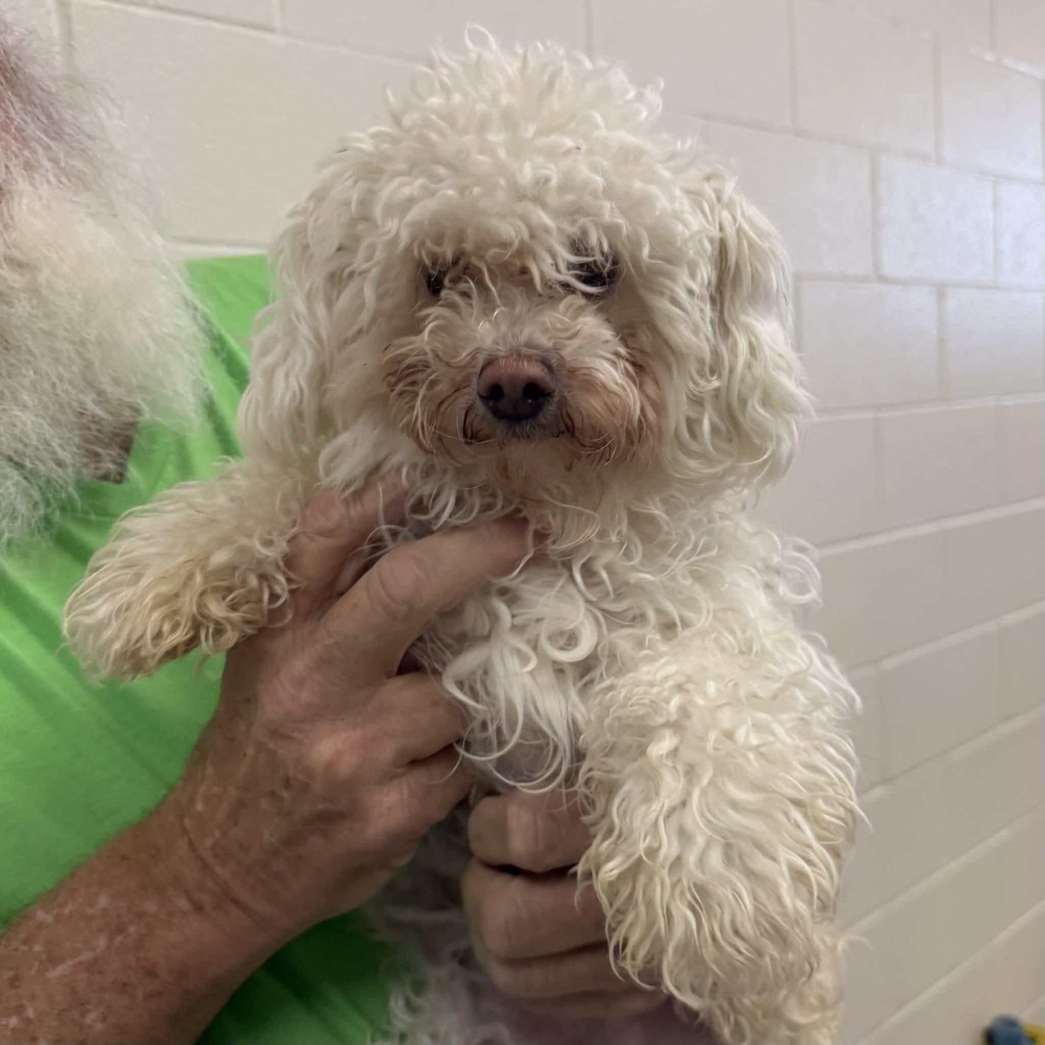 Manny, adopted, Young Male Poodle & Miniature Poodle.