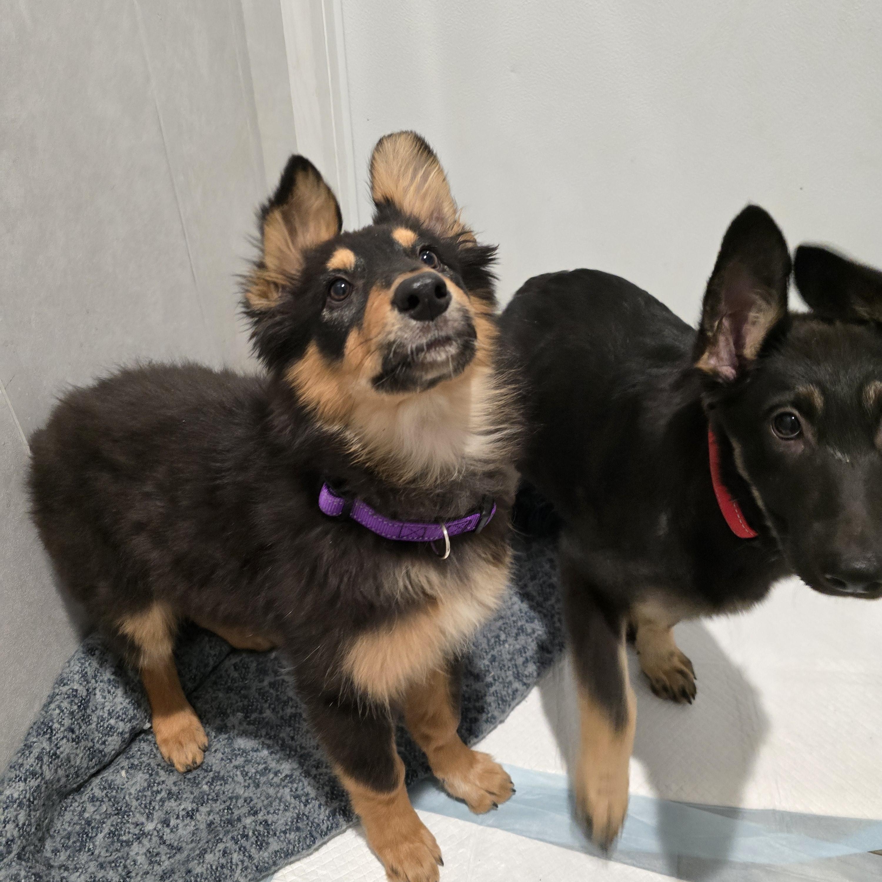 Bonnie (Waco) — thumbnail 2