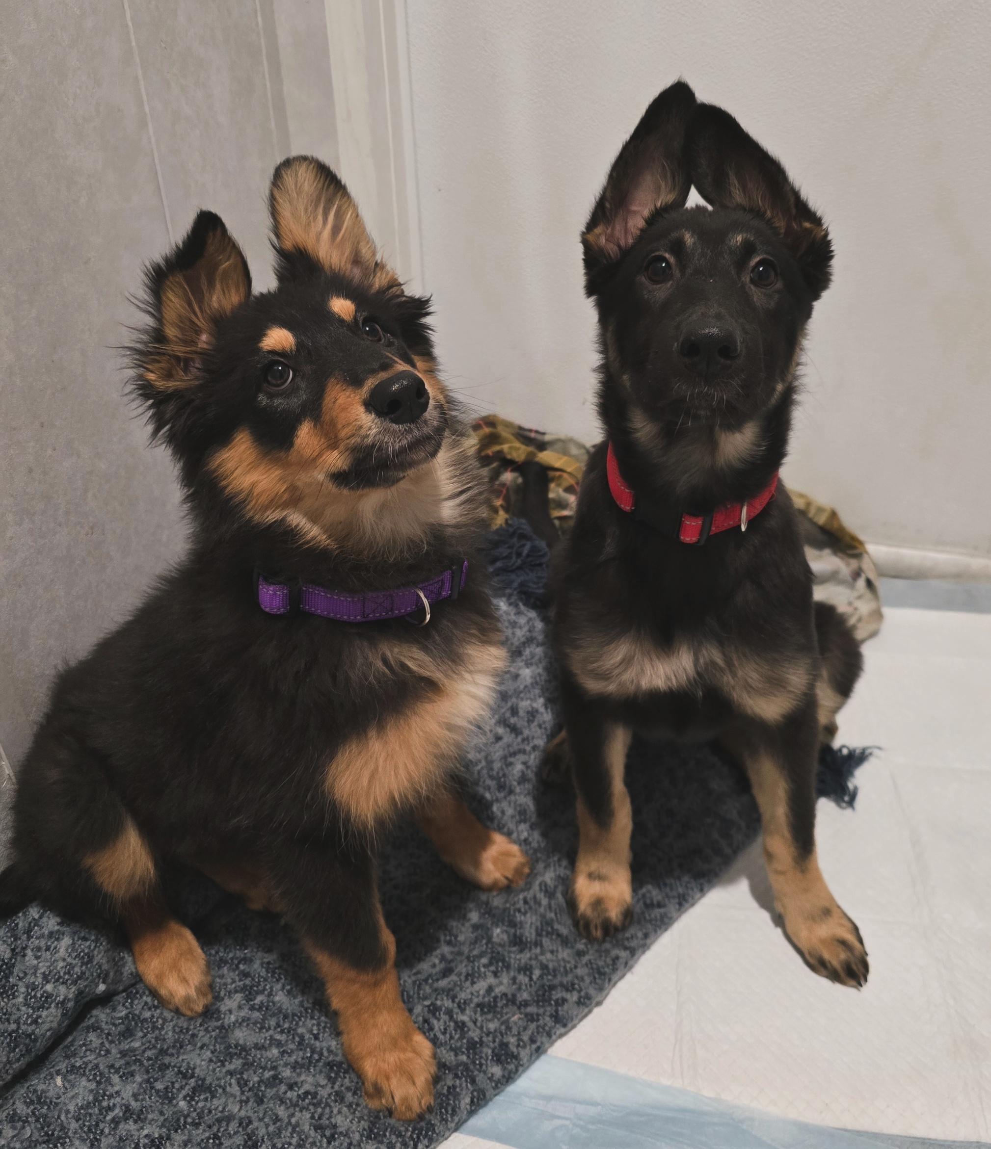 Bonnie (Waco) — thumbnail 3