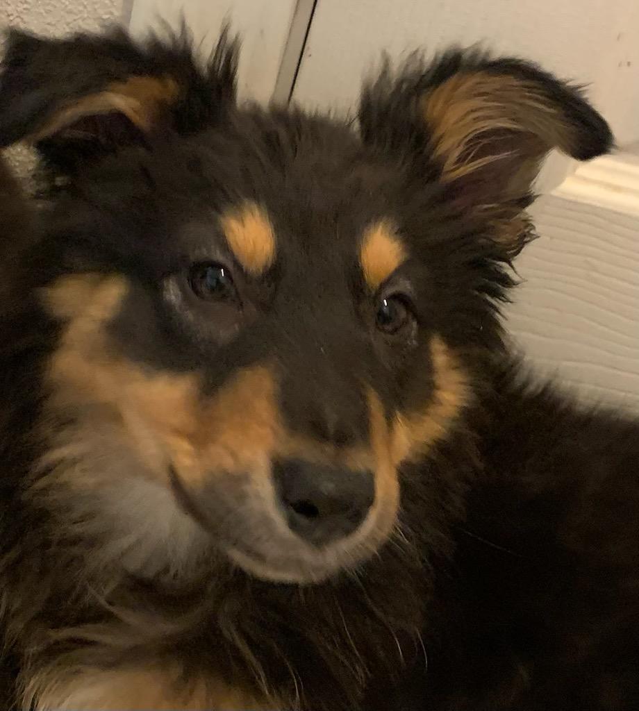 Enlarge Bonnie (Waco), a Adoptable mixed breed in Waco, TX image 3/4