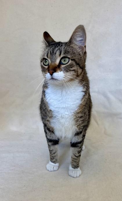 Zoey, ADOPTABLE, Adult Female Domestic Short Hair.