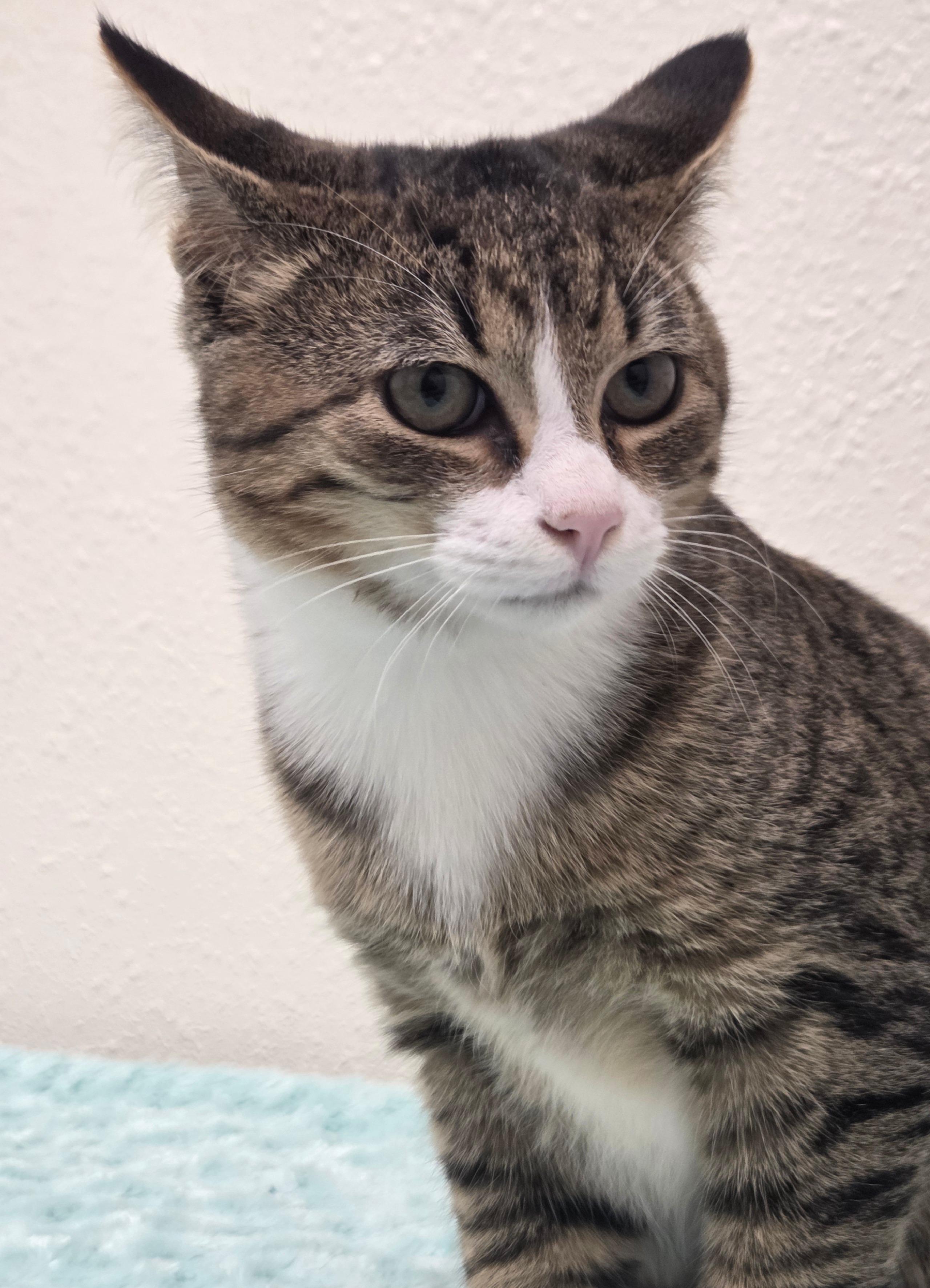 Knoxville, a Adoptable Domestic Short Hair in Red Wing, MN image 3/6