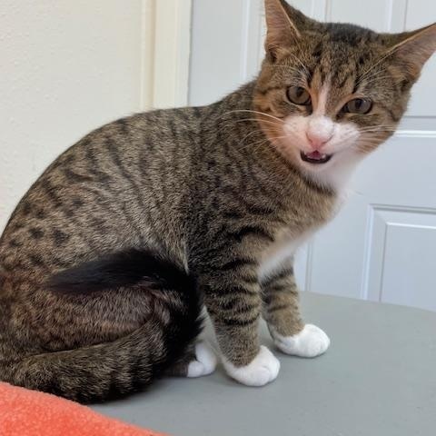 Knoxville, a Adoptable Domestic Short Hair in Red Wing, MN image 4/6