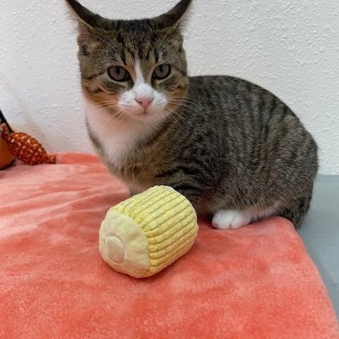 Knoxville, Adoptable, Kitten Male Domestic Short Hair.