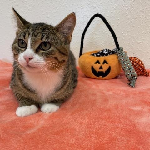 Knoxville, a Adoptable Domestic Short Hair in Red Wing, MN image 5/6