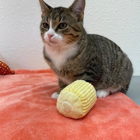 Knoxville, a Adoptable Domestic Short Hair in Red Wing, MN image 2/6