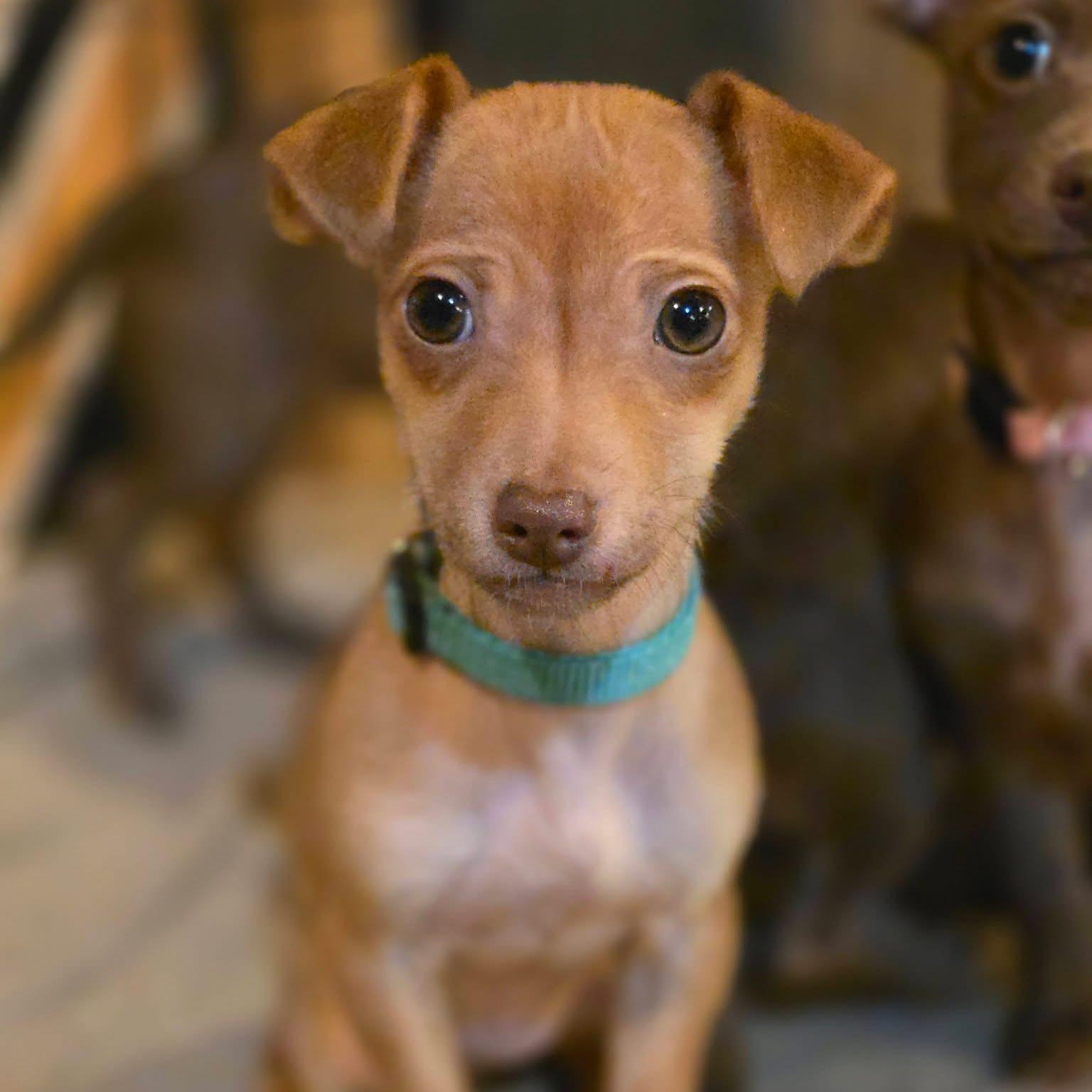 Ashrah, a ADOPTABLE mixed breed in Richmond, VA image 1/5
