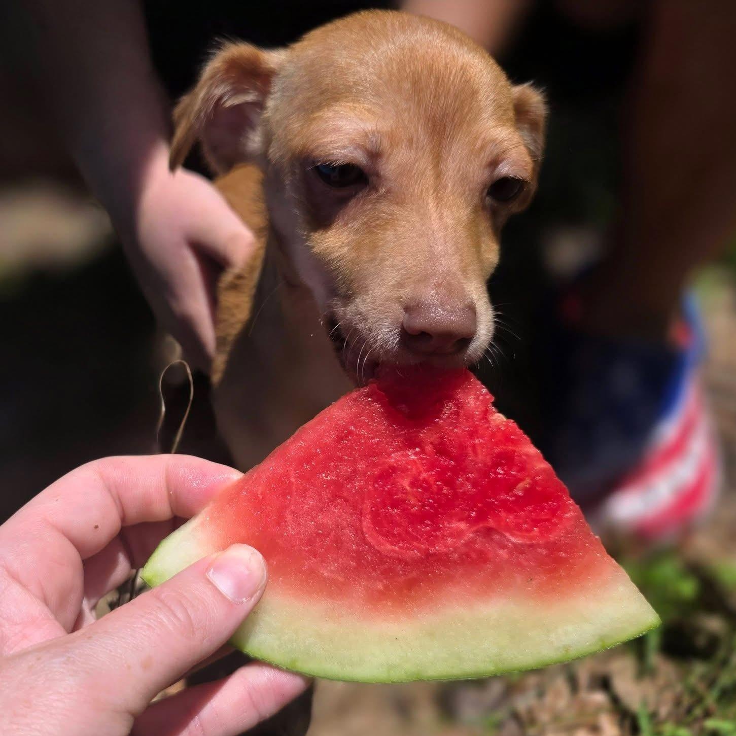 Ashrah, a ADOPTABLE mixed breed in Richmond, VA image 5/5